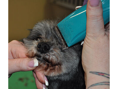 How to Learn the Asian Fusion Pet Grooming Technique
